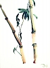 Bamboo II