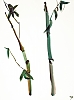 Bamboo